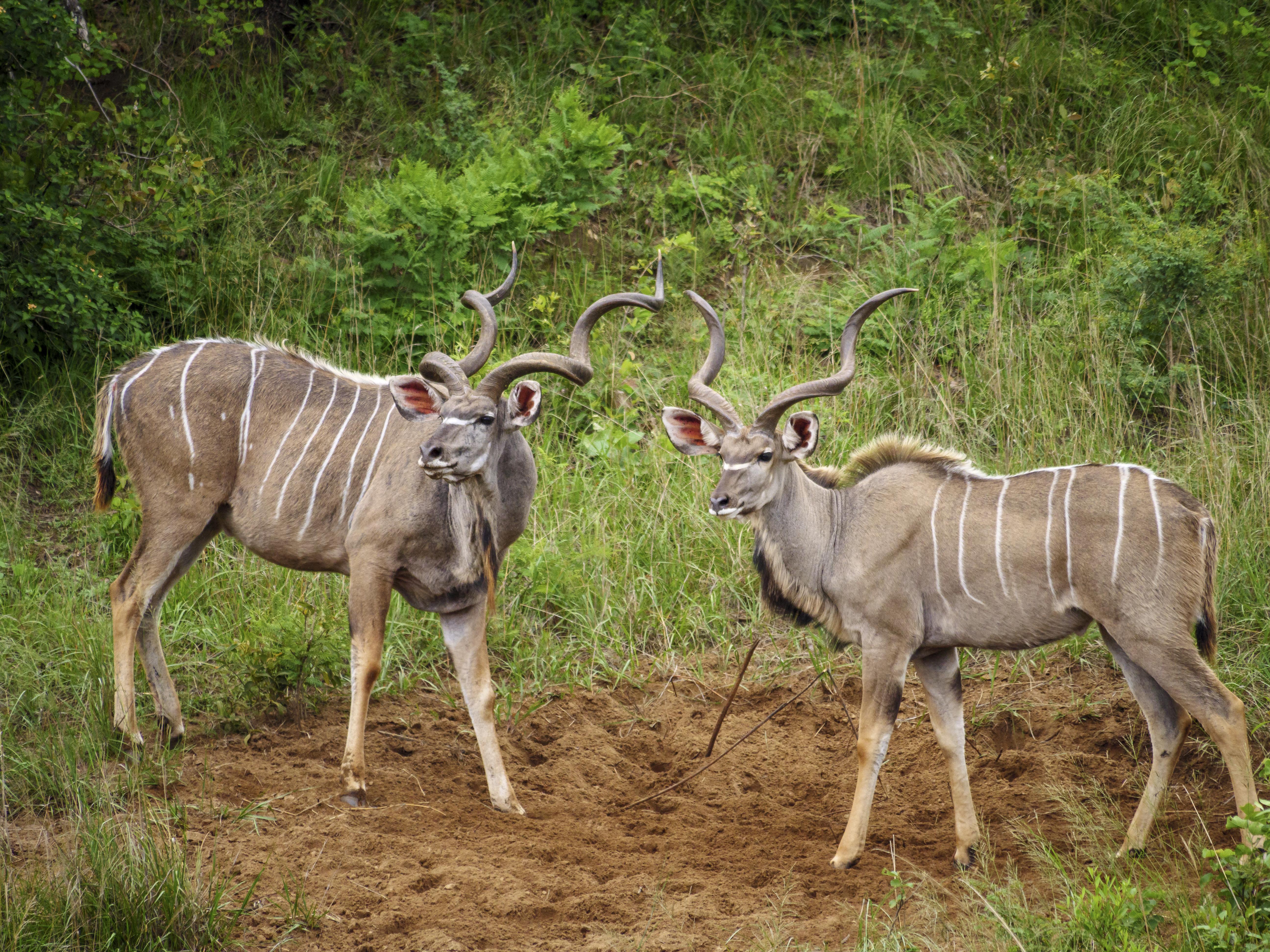 Nkomazi Game Reserve By Newmark Badplaas Exterior photo